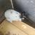 Mini Rabbits 1 thumbnail