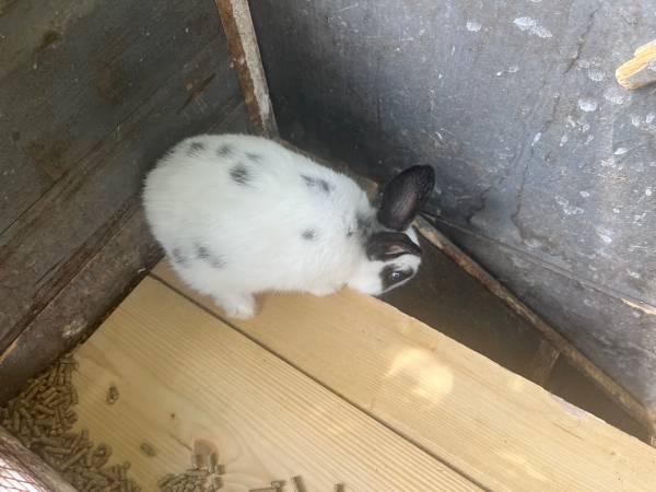 Mini Rabbits 1