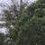 🔷MORELOS TREE Specialist, Removal, Trimming, Stump. Dependable🔷 11 thumbnail
