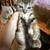 Kittens 1 thumbnail