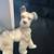 Lladro#6829. Unexpected Visit. Original box. 4 thumbnail