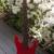 Marina Concord vintage 1980s bass guitar 2 thumbnail