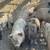 Piglets for sale 1 thumbnail