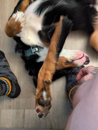 Cachorra hembra de perro de montaña de Appenzell AKC63853557487619123