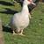 Muscovy hens 10 thumbnail