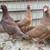 Pigeons -Racing homers 1 thumbnail