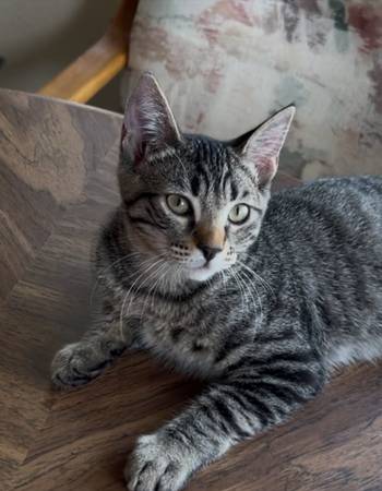 Rescued male kitten is looking for a home (santa cruz)63696416675843122