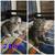 Scottish Fold kittens 2 thumbnail