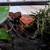 Tomato frogs with habitat 3 thumbnail
