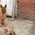 Belgian Malinois Shepherd 1 thumbnail