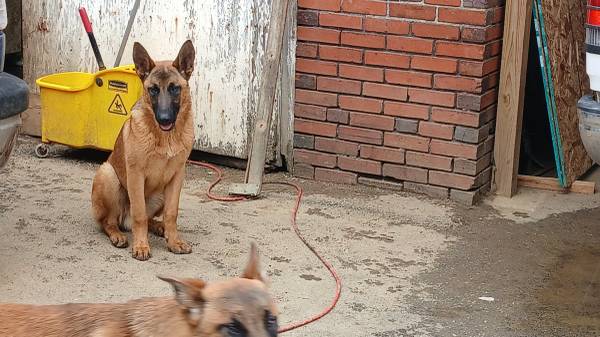 Belgian Malinois Shepherd 1