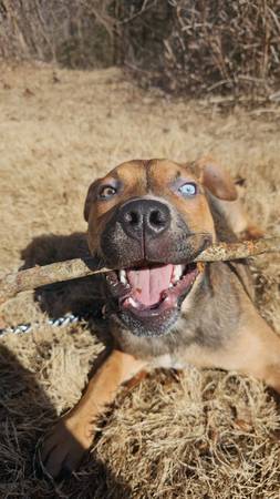 Re homing dog 1