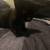 Black baby rescued cat home needed 1 thumbnail