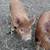 Idaho Pasture Pigs 3 thumbnail
