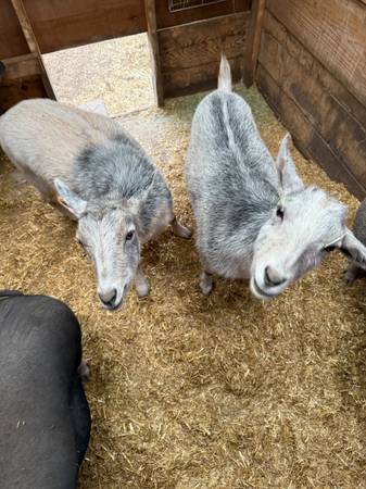 Rehoming GOATS/PIGS FREE (Florissant)63920762893571122