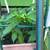 Habanero plants 3 thumbnail