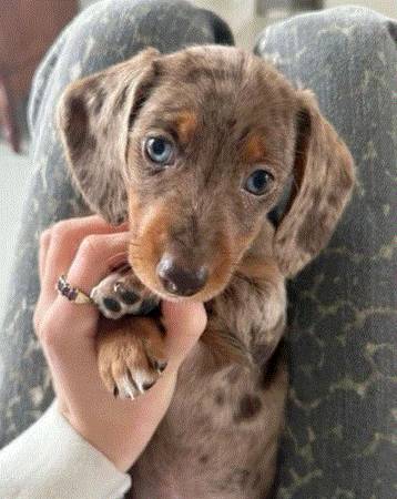 DachshundSupur dog (512 35five-5903)63809477835521120