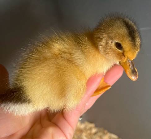 ☆人気☆【AVANDRESS】☆Siberia Duck Shiny Crop Paddin.g☆ Silver appleyard ducklings - farm & garden - by owner - sale