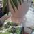 3 Healthy plants in a large pot 2 thumbnail