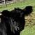 Miniature Scottish Belted Galloway Cattle, Cows, Bulls, 18 thumbnail