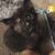 Manx kittens 2 thumbnail