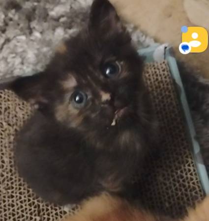 Kittens manx (Livermore)603011485039994881