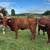 Bred Beef Cows 6 thumbnail