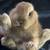 Bunny 1 thumbnail