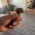 chicks 3 thumbnail