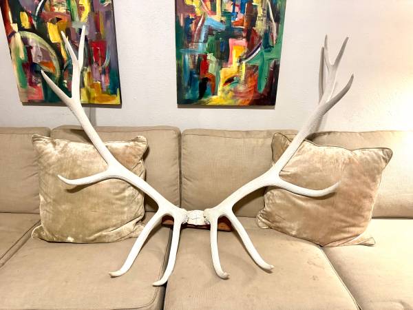 LARGE ELK RACK MOUNT BEAUTIFUL HORNS from COLORADO 1