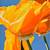 Alex Nizovsky - Californian Poppy #2 - Modern Floral Art USA 18"x24" 1 thumbnail