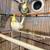 Cockatiel birds for sale 3 thumbnail