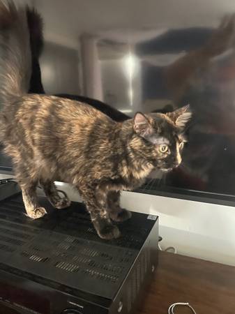 1-year old female Cat Needs New Home (emeryville)63611939539329122