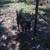 Tamed goats 4 thumbnail