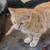 Free barn cats and kittens 3 thumbnail