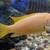 African cichlids, blue ,OB PEACOCKS 8 thumbnail