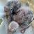 Tamed cockatiels 2 thumbnail