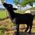 Pet wethers - Nigerian dwarf goats 6 thumbnail