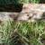 110 feet of metal lawn edging - used 2 thumbnail