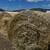 Triticale 1 thumbnail