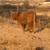 Highland cattle 1 thumbnail