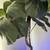 Faux 6' Fiddle Leaf Fig Tree in Woven Basket 2 thumbnail
