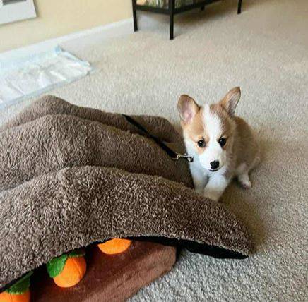 Corgi puppies looking 1