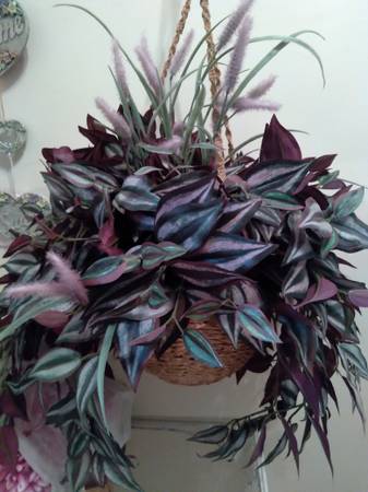 Brand new Beautiful hanging plant 1