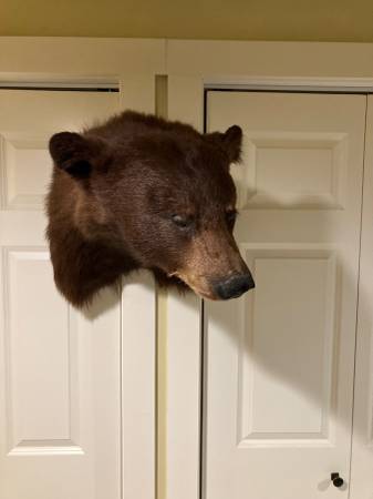 Black Bear shoulder mount 1
