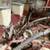 IH 400 Corn Planter  6 Row -Air 3 thumbnail