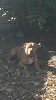Dog Free to Good Home With a YARD 1