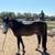 Horse 2 thumbnail