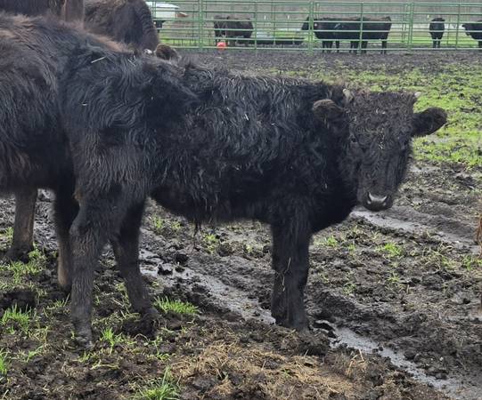 Wagyu steer calf 1
