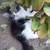 2 male kittens looking for a forever home 1 thumbnail